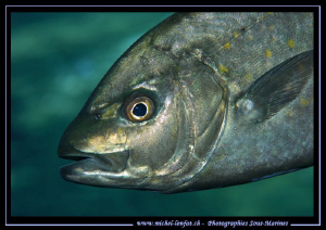Trevally Fish... :O)... by Michel Lonfat 